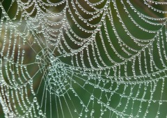 A cobweb covered in dew