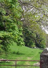 Gateway Trees along a path beyond a gate