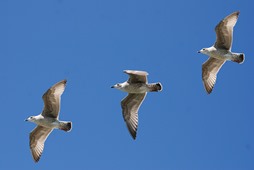 Three gulls flying against the background of a clear, bly sky
