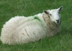 sheep in a field with a green dot on its back