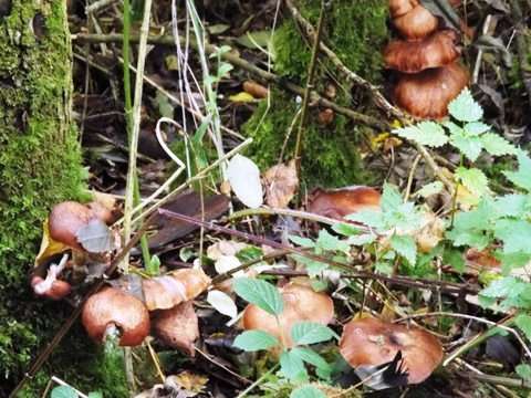 Mushrooms