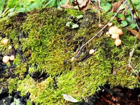 Mushrooms