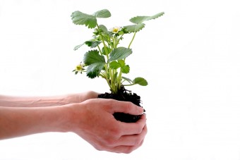 Person holding a plant in its soil